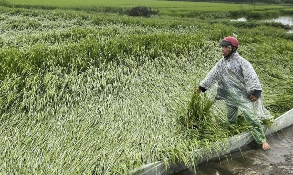 Hơn 1.300 ha lúa ở Huế bị đổ ngã cục bộ do mưa lớn